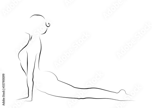 beautiful line drawing of the upward facing dog yoga pose . © robert
