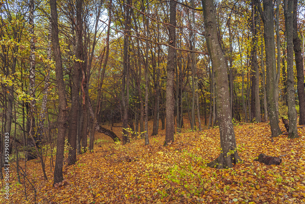 Autumn woods