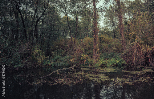 Autumn woods © ghostdom