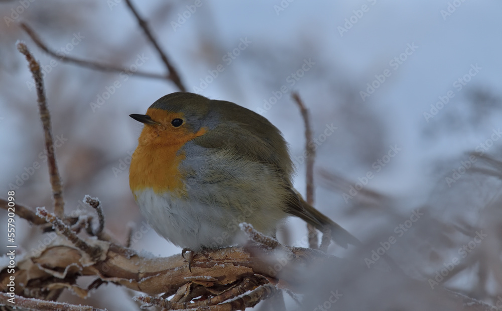Eine Nahaufnahme von einem Rotkehlchen das im frostigen Winter auf einem Ast sitzt Eine Nahaufnahme von einem Rotkehlchen das im frostigen Winter auf einem Ast sitzt
