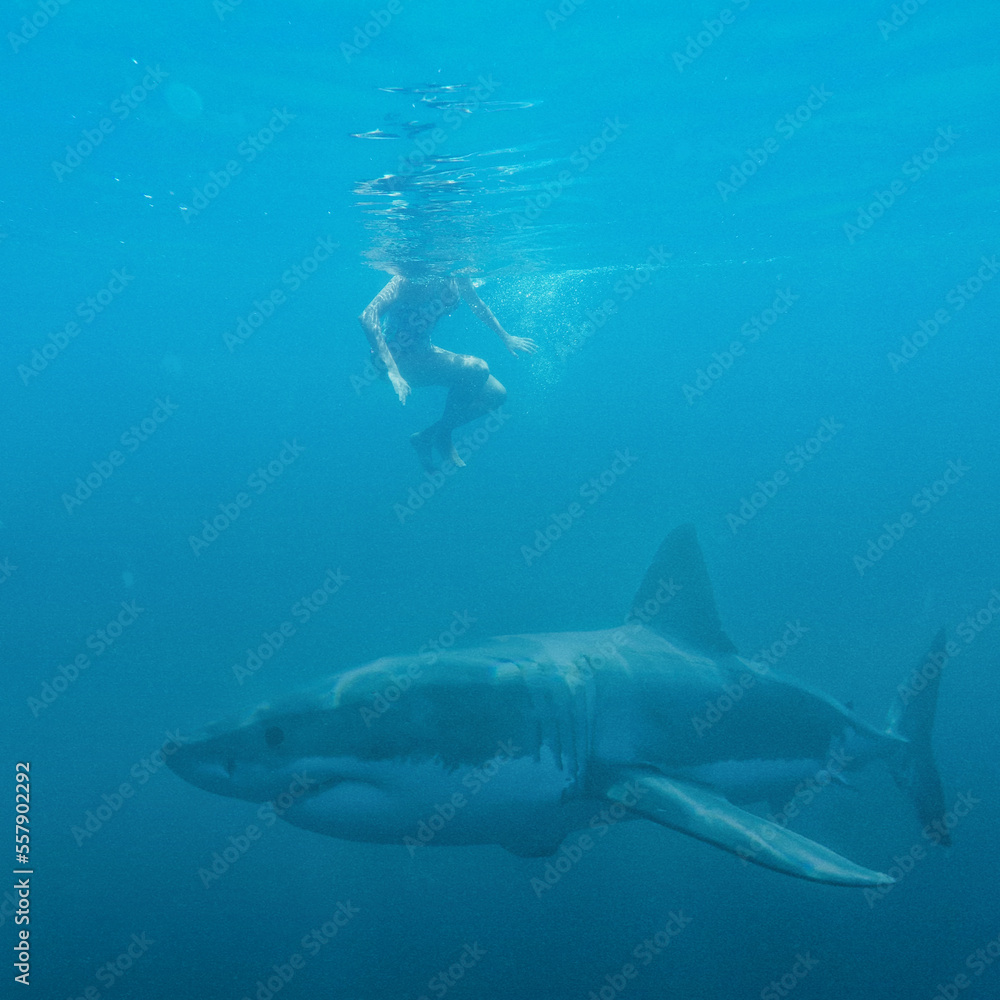 Obraz premium Scary great white shark passing below swimmers under sea
