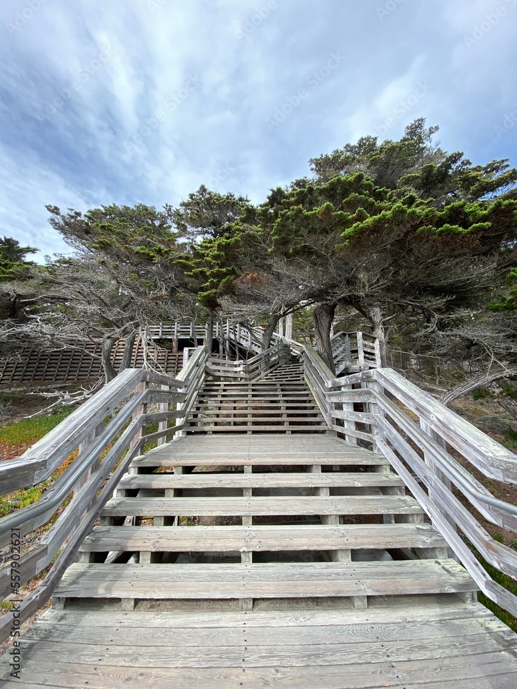Fototapeta premium wooden bridge in the forest