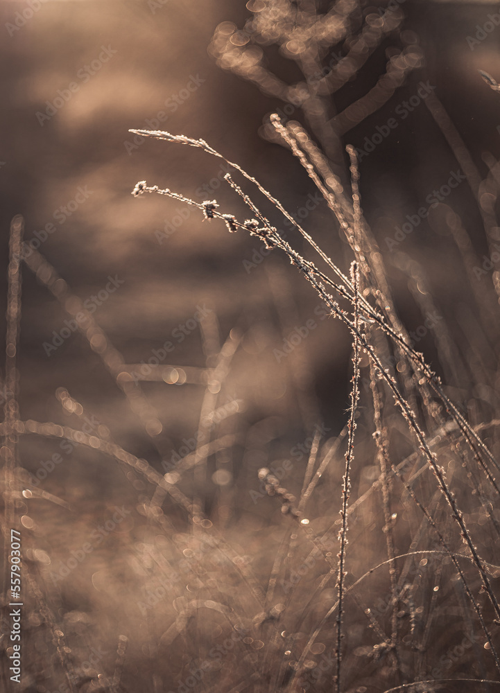 Morning nature in sunlight and dew Morning nature in sunlight and dew