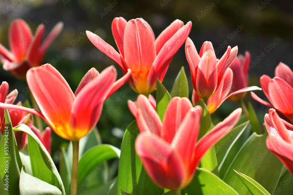 Blossoming red tulips in spring Blossoming red tulips in spring