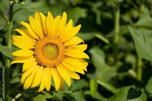 Beautiful yellow color sunflower with green leaf background