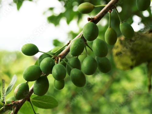 Unripe, green plums on a branch