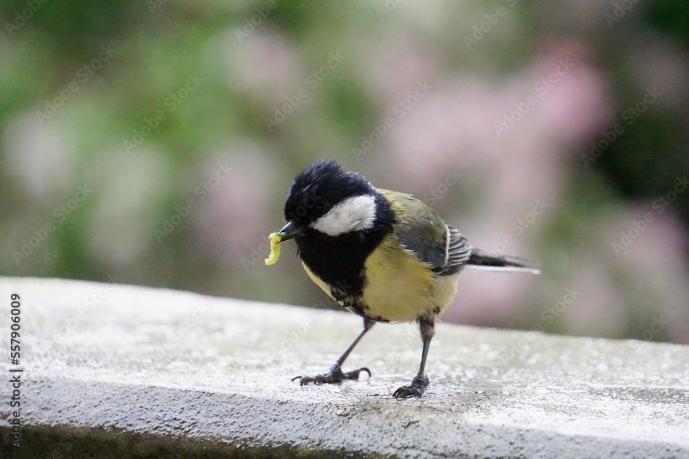 Obraz premium Close up of a great tit