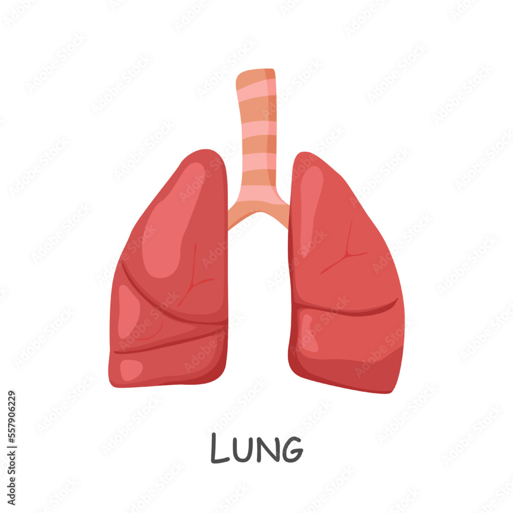 Lung of human . Cartoon design . Isolated . Vector . Lung of human . Cartoon design . Isolated . Vector .