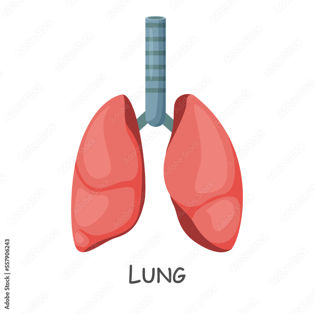 Lung of human . Cartoon design . Isolated . Vector . Lung of human . Cartoon design . Isolated . Vector .