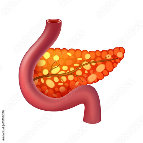 Pancreas of human . Digestive system . Realistic design . Isolated . Vector illustration .