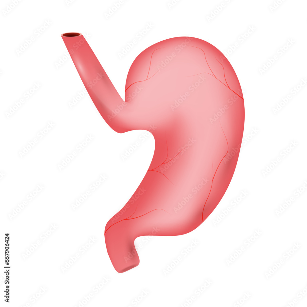 Stomach of human . Digestive system . Realistic design . Isolated . Vector illustration . Stomach of human . Digestive system . Realistic design . Isolated . Vector illustration .