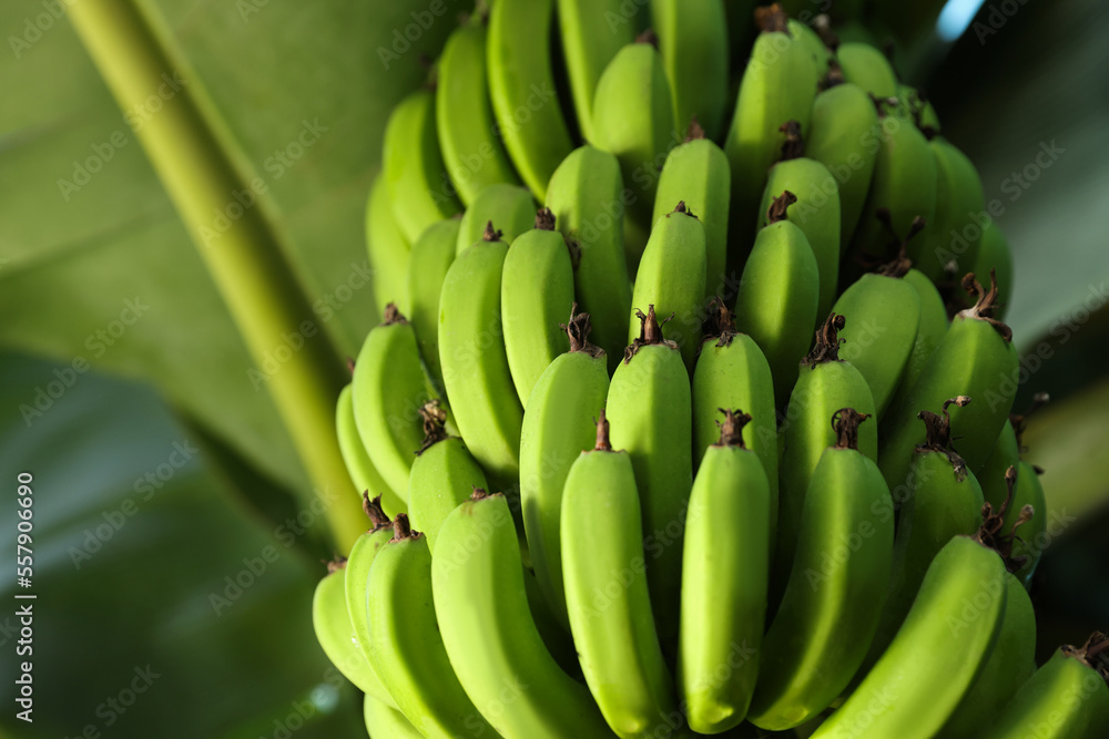 Unripe bananas growing on tree outdoors, low angle view. Space for text Unripe bananas growing on tree outdoors, low angle view. Space for text