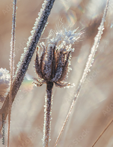Frosen nature