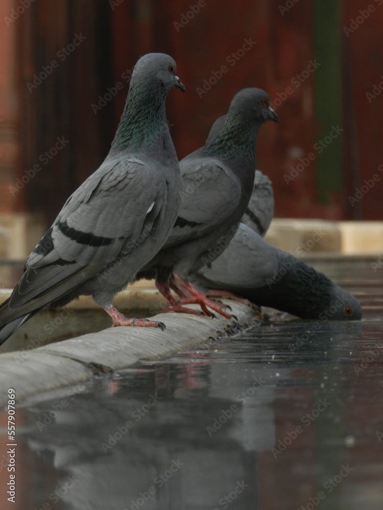 Obraz premium pigeon in the city