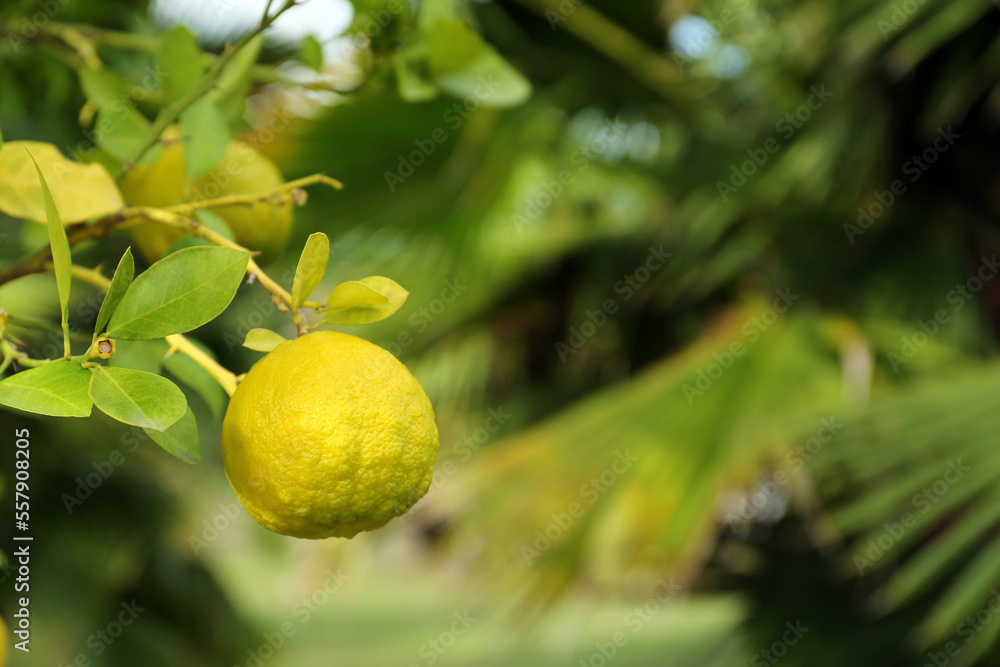 Fresh ripe trifoliate orange growing on tree outdoors, closeup. Space for text Fresh ripe trifoliate orange growing on tree outdoors, closeup. Space for text