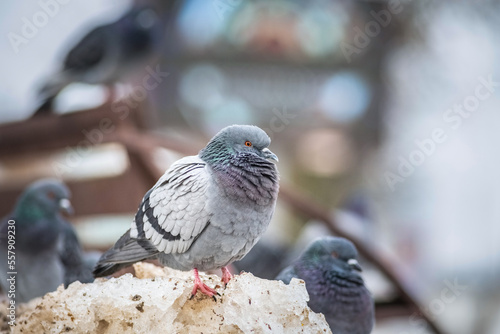 Portrait of a beautiful urban pigeon in the park in winter.