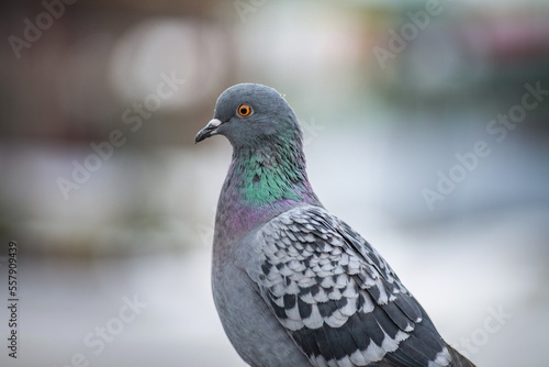 Portrait of a beautiful urban pigeon in the park in winter.