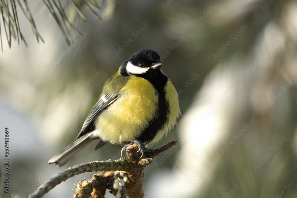Great tit closeup. Parus major. Tit sitting on a tree branch little bird. Great tit perched on a stick, cute bird. Great tit closeup. Parus major. Tit sitting on a tree branch little bird. Great tit perched on a stick, cute bird.
