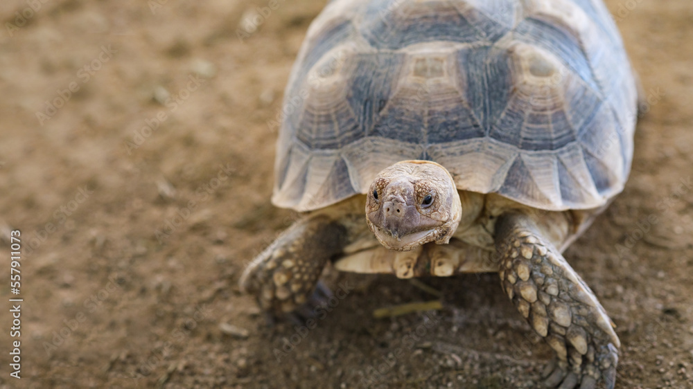 Aldabra giant tortoise walk slow on sand. Close-up view of turtle in Seychelles. longevity life. Aldabra giant tortoise walk slow on sand. Close-up view of turtle in Seychelles. longevity life.