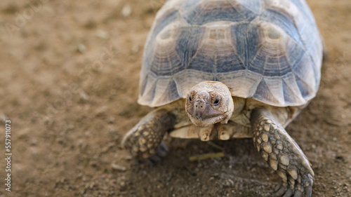 Aldabra giant tortoise walk slow on sand. Close-up view of turtle in Seychelles. longevity life. © Bordinthorn