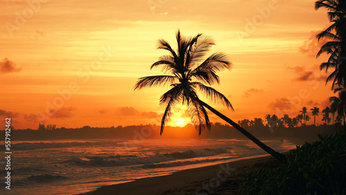 Amazing golden sunset at the beach. Silhouette of a lonely coconut palm tree on the ocean coast 