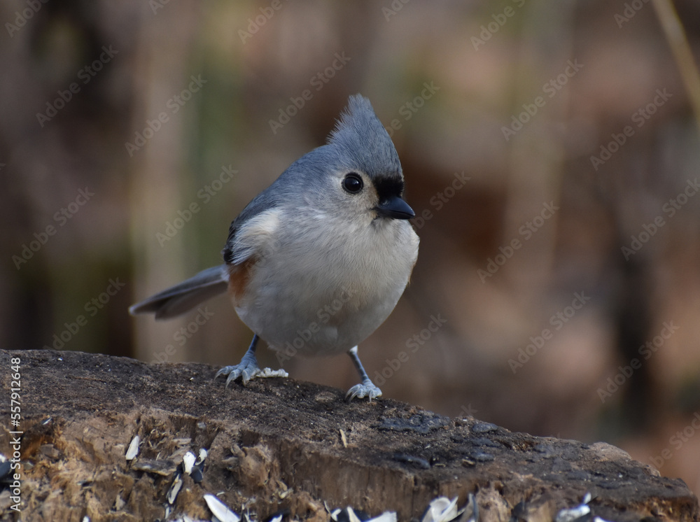 Naklejka premium Tufted Titmouse (Baeolophus bicolor) perched on a log