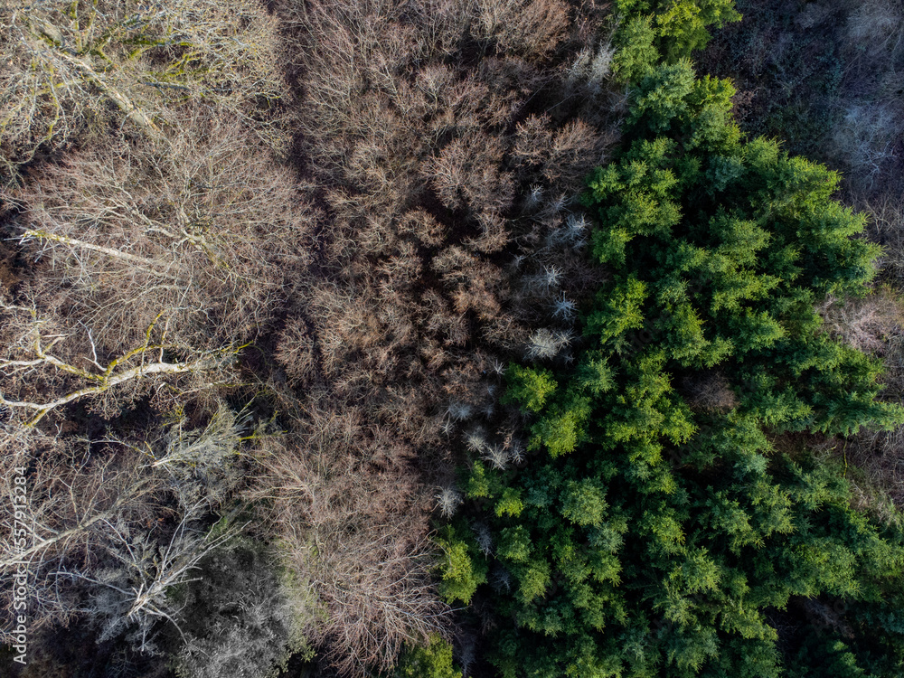 Aerial view of a mixed forest with conifer, dead and bare trees Aerial view of a mixed forest with conifer, dead and bare trees
