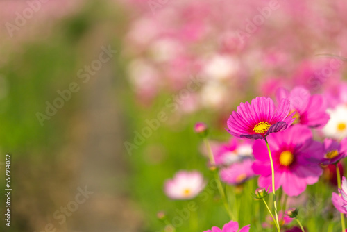 Cosmos planted in a fallow paddy field due to the changing seasons