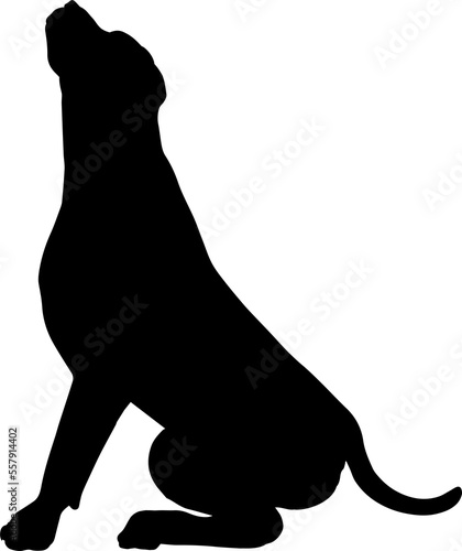 Dog Silhouette Pet Animal photo