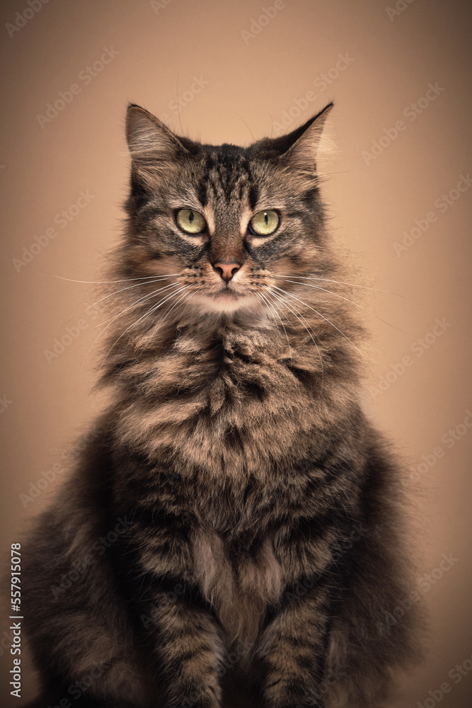 Obraz premium A brown cat in a beige background studio