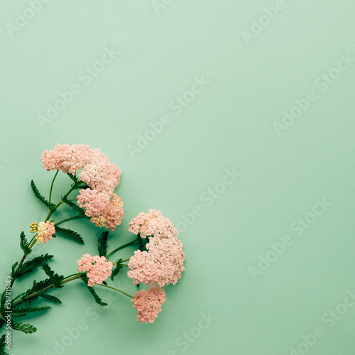 Pink yarrow flowers on pastel green background. Flat lay, top view layout with empty copy space.