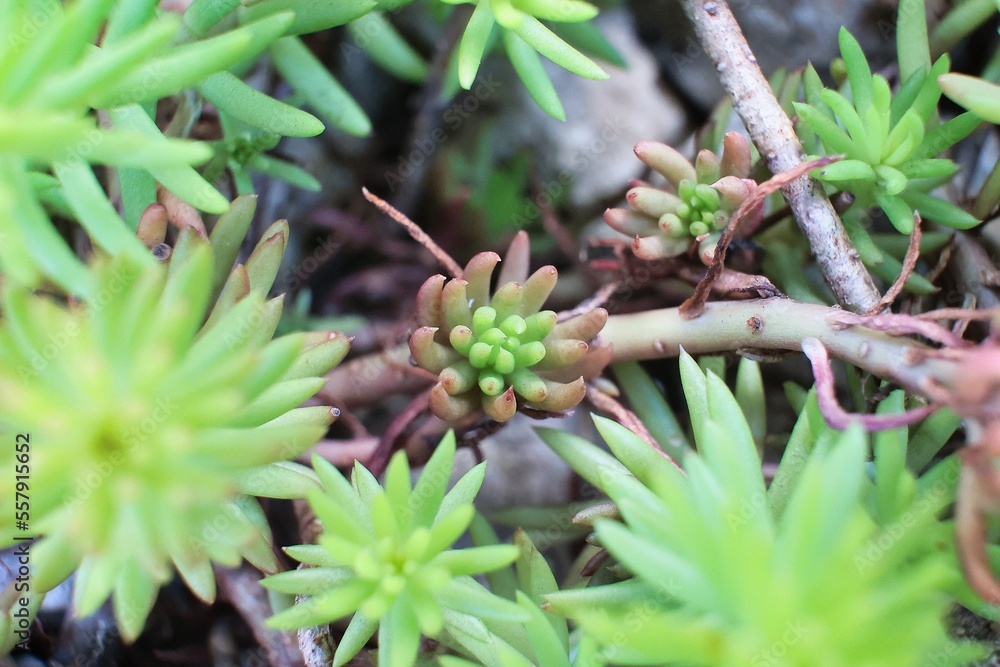 可愛く寄植えされた色々な多肉植物 可愛く寄植えされた色々な多肉植物