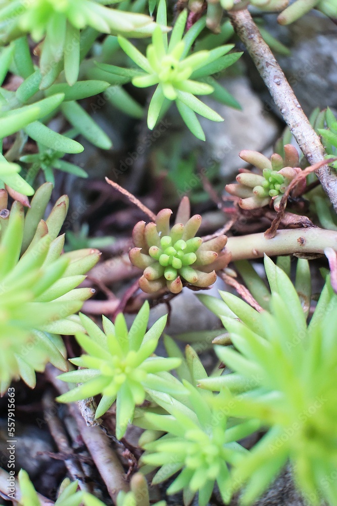 可愛く寄植えされた色々な多肉植物 可愛く寄植えされた色々な多肉植物