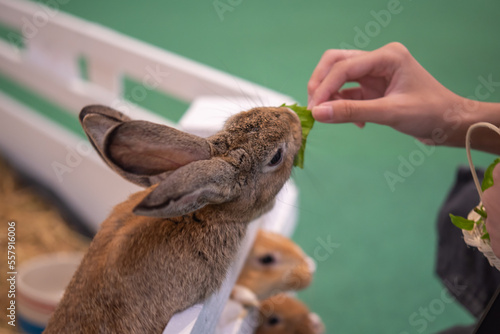 Female hand feeding rabbits with vegetables