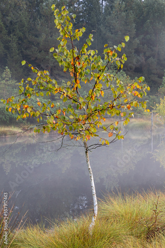 Birke im Morgenlicht im Wenger Moor, Hochmoor im Salzburger Land, Österreich photo