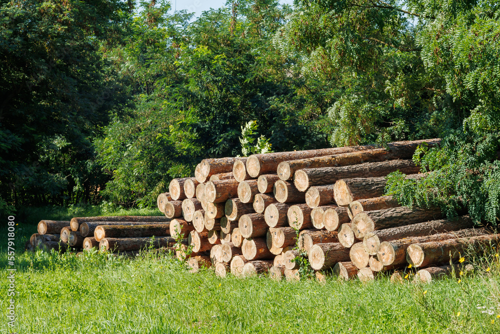 Harvesting wood. A pile of sawn logs waiting to be processed at a local village sawmill