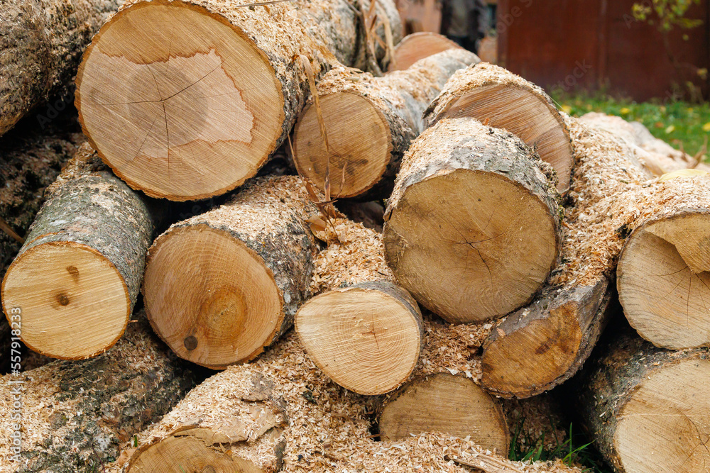 Harvesting firewood for the winter. Pile of stacked firewood prepared for heating the house in winter, chopped firewood on a stack, firewood stacked and prepared for winter, piles of wood logs. Harvesting firewood for the winter. Pile of stacked firewood prepared for heating the house in winter, chopped firewood on a stack, firewood stacked and prepared for winter, piles of wood logs.