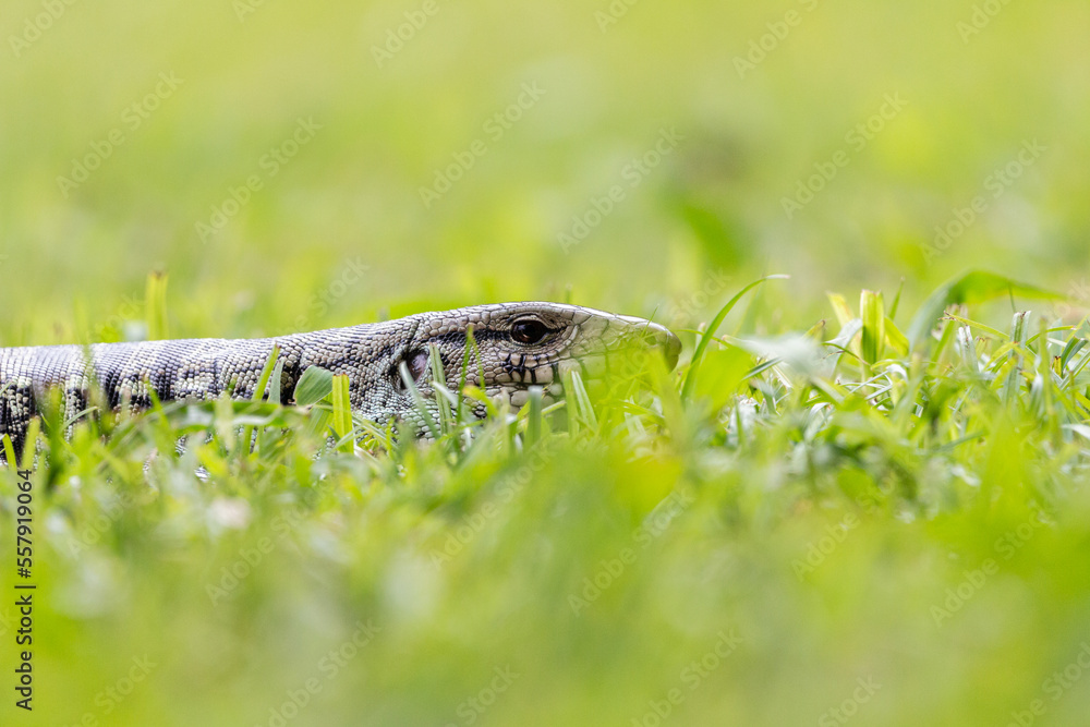 Obraz premium lizard walking through the grass