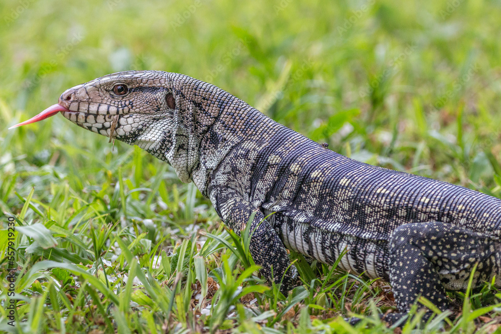 Obraz premium lizard walking through the grass