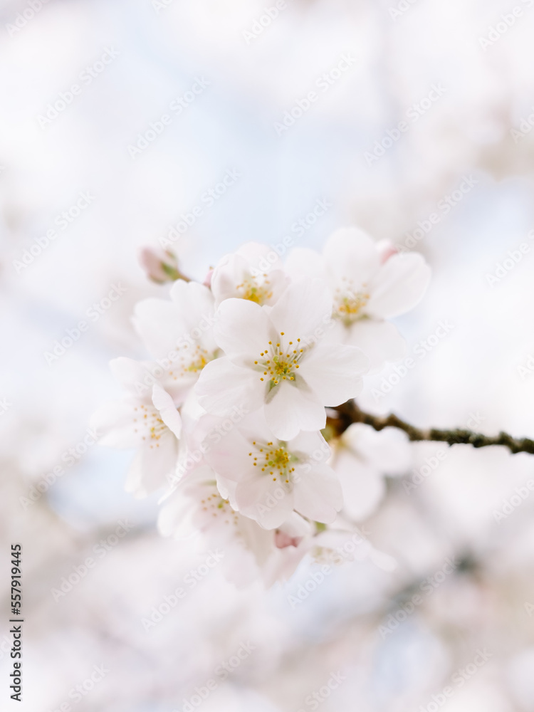 Cherry Blossom Closeup Pastel Colors Cherry Blossom Closeup Pastel Colors