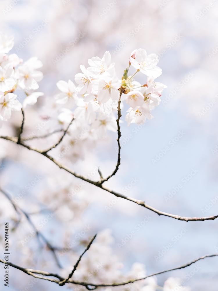 Cherry Blossom Branch in Springtime Pastel Colors Cherry Blossom Branch in Springtime Pastel Colors