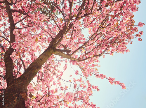 Cherry Blossom in spring with Soft focus, Sakura season