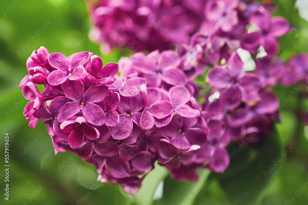 Beautiful lilac flowers with selective focus. Purple lilac flower with blurred green leaves. Spring blossom. Blooming lilac bush with tender tiny flower. Beautiful lilac flowers with selective focus. Purple lilac flower with blurred green leaves. Spring blossom. Blooming lilac bush with tender tiny flower.