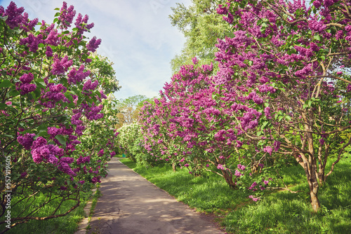 sunny day in lilac alley in a botanical garden