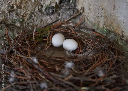two pigeon egg in the nest