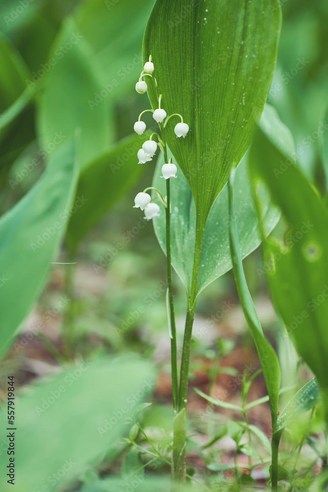 green glade of lily of the valley flowers in the spring forest. White may-lily flower on clearing in the woods among the green leaves.