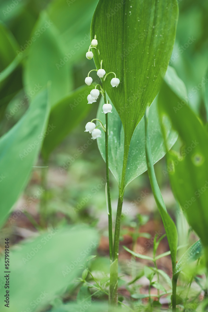 green glade of lily of the valley flowers in the spring forest. White may-lily flower on clearing in the woods among the green leaves. green glade of lily of the valley flowers in the spring forest. White may-lily flower on clearing in the woods among the green leaves.