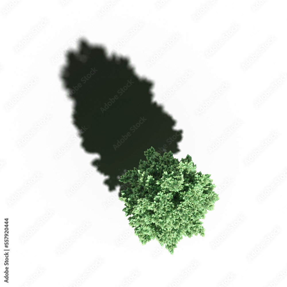 Fototapeta premium tree with a shadow under it, top view, isolate on a transparent background, 3d illustration