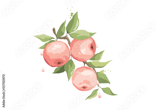 Summer card with apple branch. Design elements with fruits, Vector illustration in a watercolor style.	
