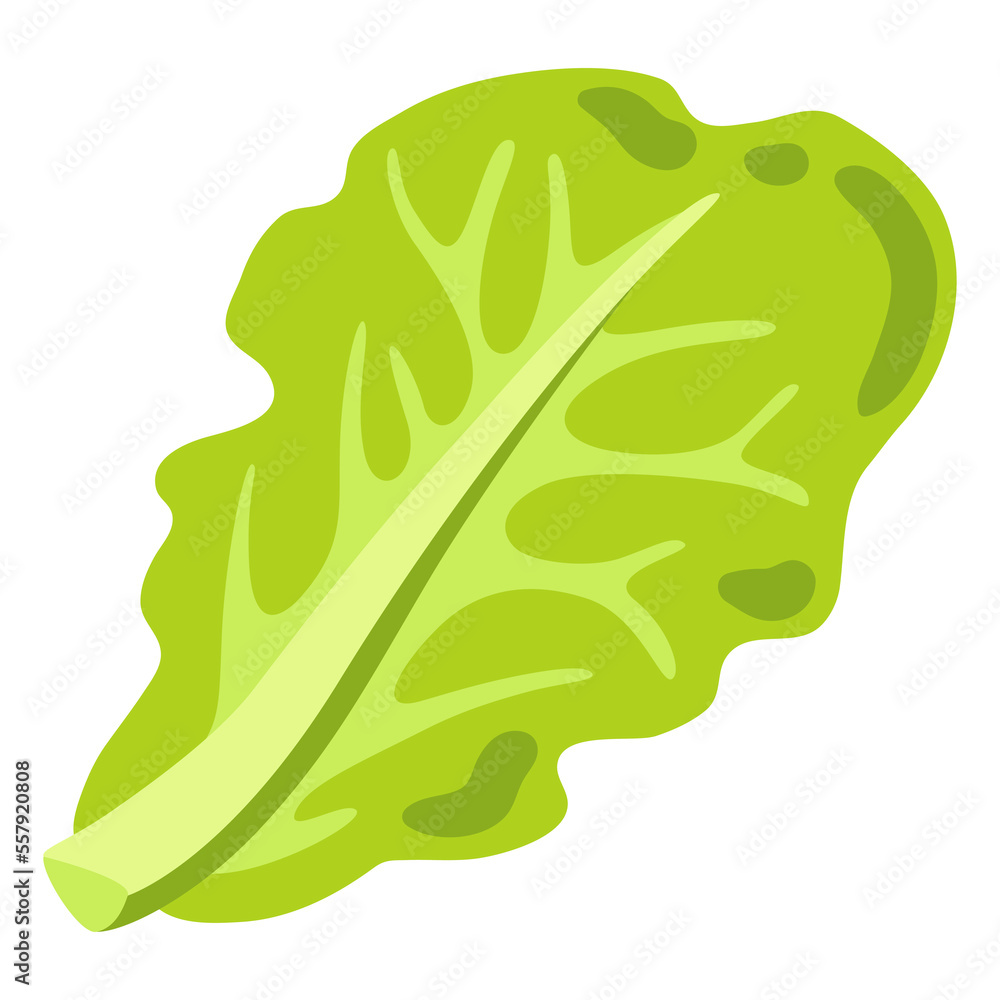 Obraz premium Illustration of lettuce. Image for gastronomy and agricultural industries.